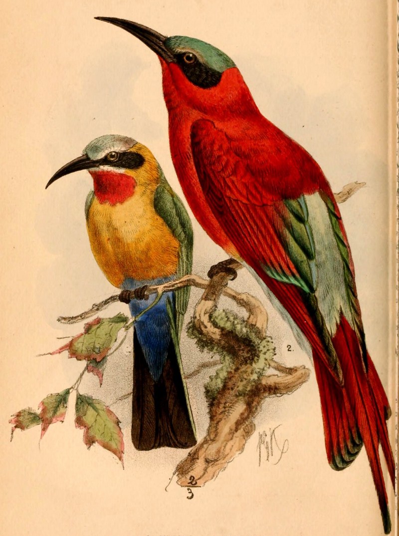 Birds of South Africa - IV - Merops bullockoides bullockoides (White-fronted Bee-eater), Merops nubicoides (Southern Carmine Bee-eater).jpg