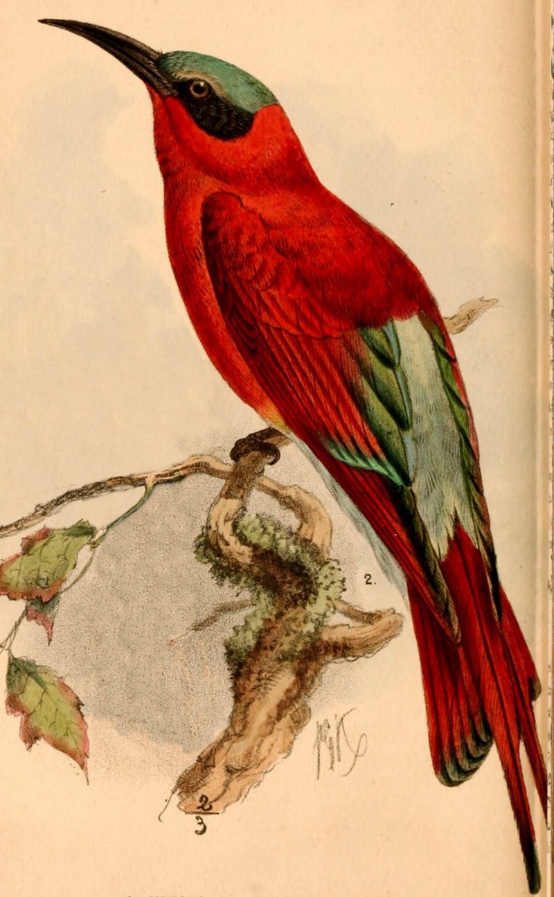 Merops nubicoides 1884 - southern carmine bee-eater (Merops nubicoides).jpg