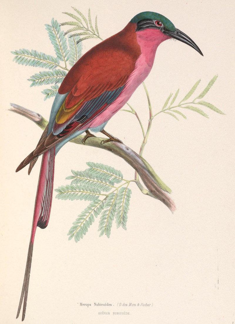 Merops nubicoides 1849 - southern carmine bee-eater (Merops nubicoides).jpg