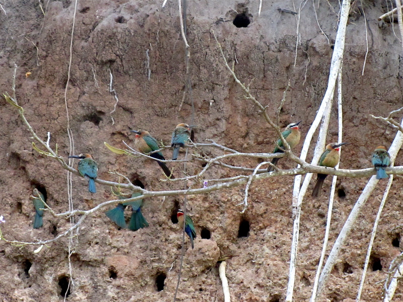Merops bullockoides -Selous Game Reserve, Tanzania -nests-8 (3) - bee-eaters - white-fronted bee-eater (Merops bullockoides).jpg