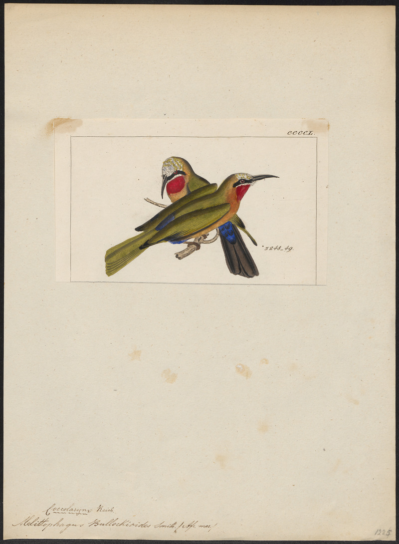 Melittophagus bullockioides - 1820-1863 - Print - Iconographia Zoologica - Special Collections University of Amsterdam - UBA01 IZ16800355 - white-fronted bee-eater (Merops bullockoides).jpg
