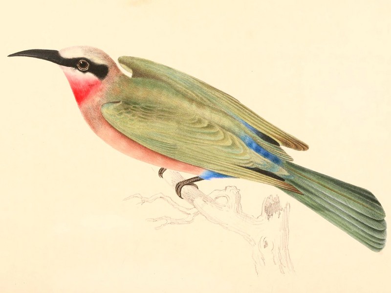 Merops bullockoides bullockoides 1838 - white-fronted bee-eater (Merops bullockoides).jpg