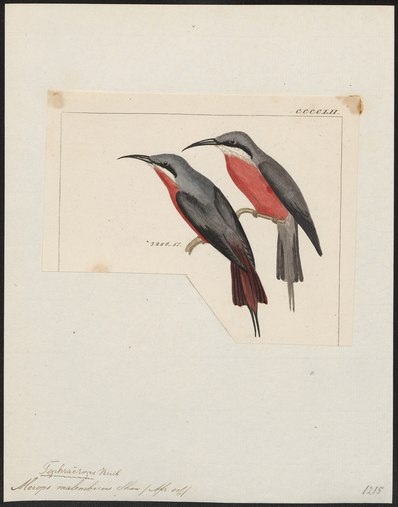 Merops malembicus - 1820-1863 - Print - Iconographia Zoologica - Special Collections University of Amsterdam - UBA01 IZ16800339 - rosy bee-eater (Merops malimbicus).jpg