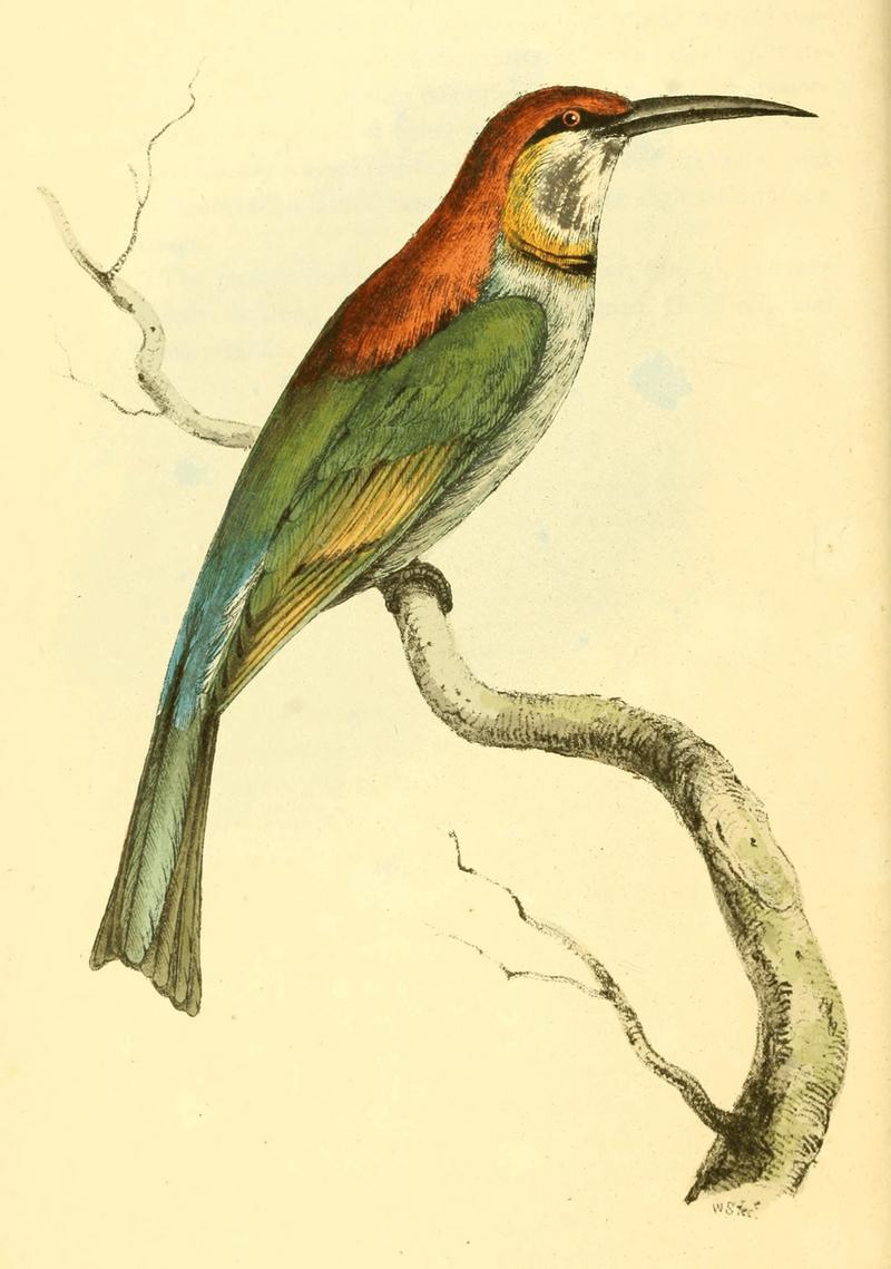 Zoological Illustrations Volume I Plate 8 - chestnut-headed bee-eater (Merops leschenaulti).jpg