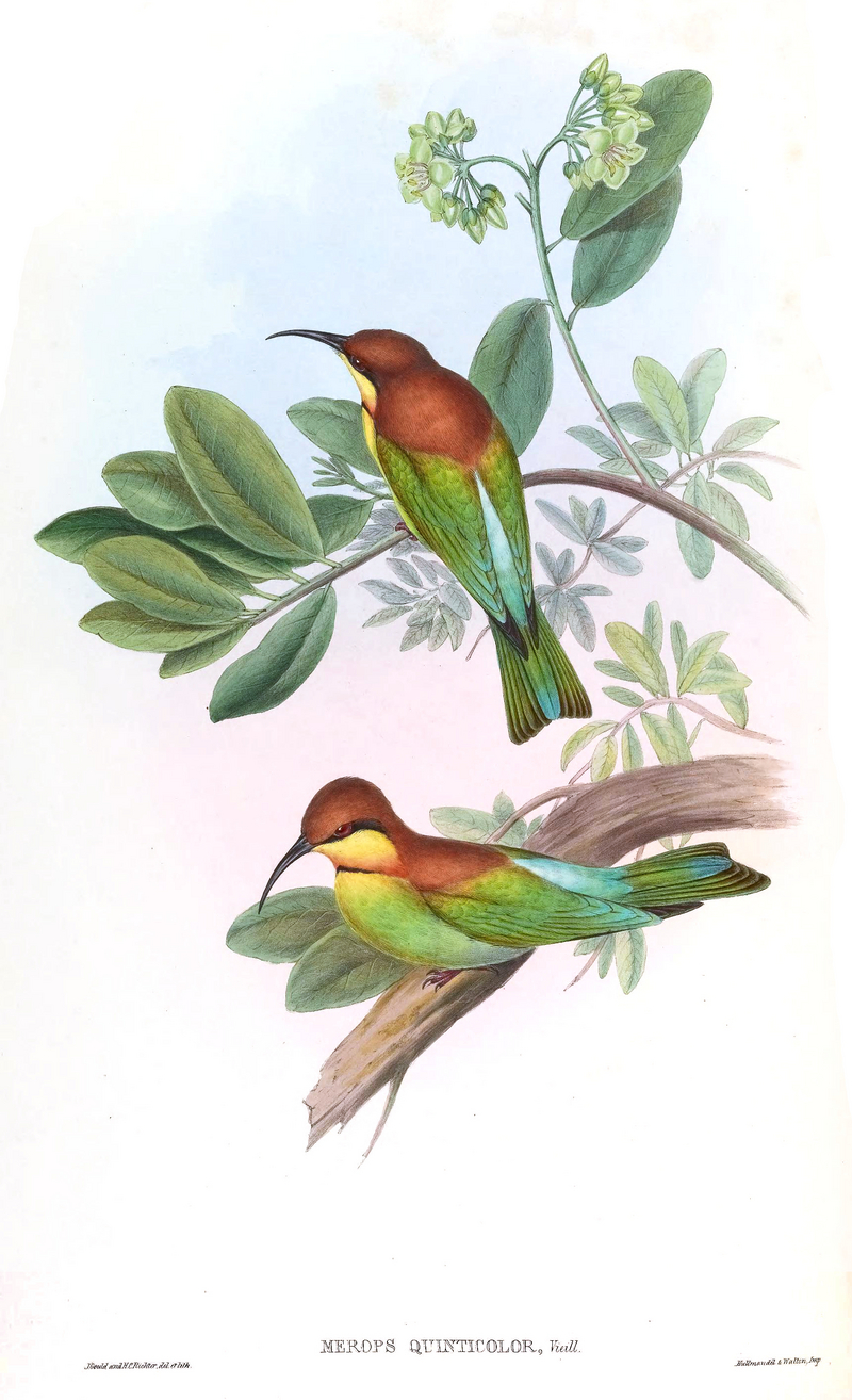 Merops.Leschenaulti.Gould - chestnut-headed bee-eater (Merops leschenaulti).jpg