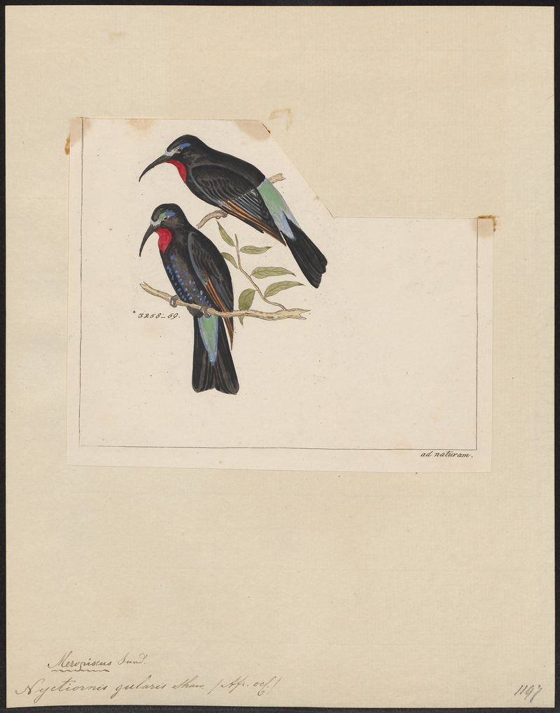 Nyctiornis gularis - 1820-1863 - Print - Iconographia Zoologica - Special Collections University of Amsterdam - UBA01 IZ16800295 - black bee-eater (Merops gularis).jpg