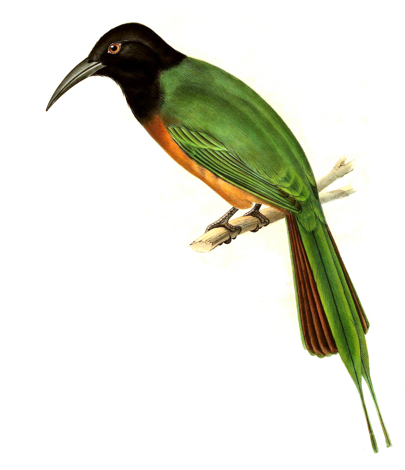 Meropogon breweri - black-headed bee-eater (Merops breweri).jpg
