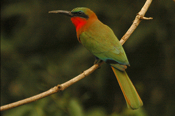 Red.throated.beeeater1 - red-throated bee-eater (Merops bulocki).jpg