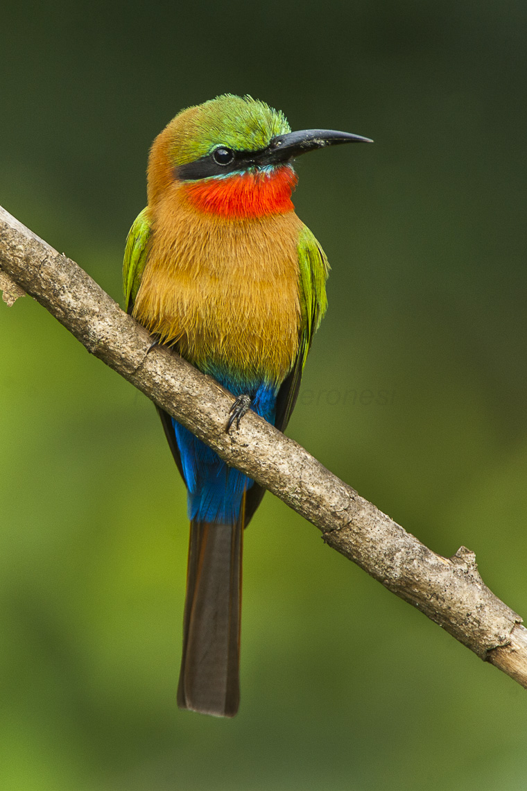 Merops bulocki frenatus - red-throated bee-eater (Merops bulocki).jpg