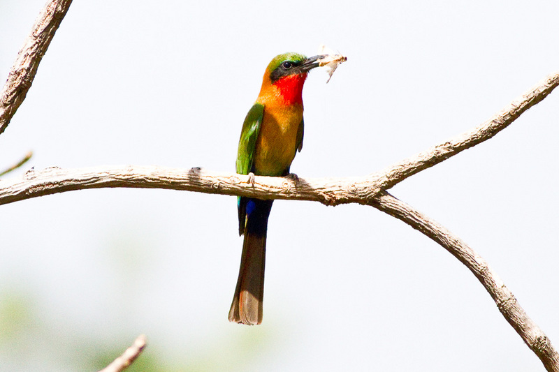Red-throated Bee-eater, Cameroon - red-throated bee-eater (Merops bulocki).jpg