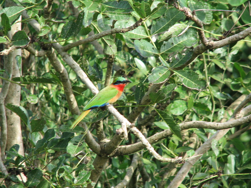 Merops bulocki frenatus 2 - red-throated bee-eater (Merops bulocki).jpg