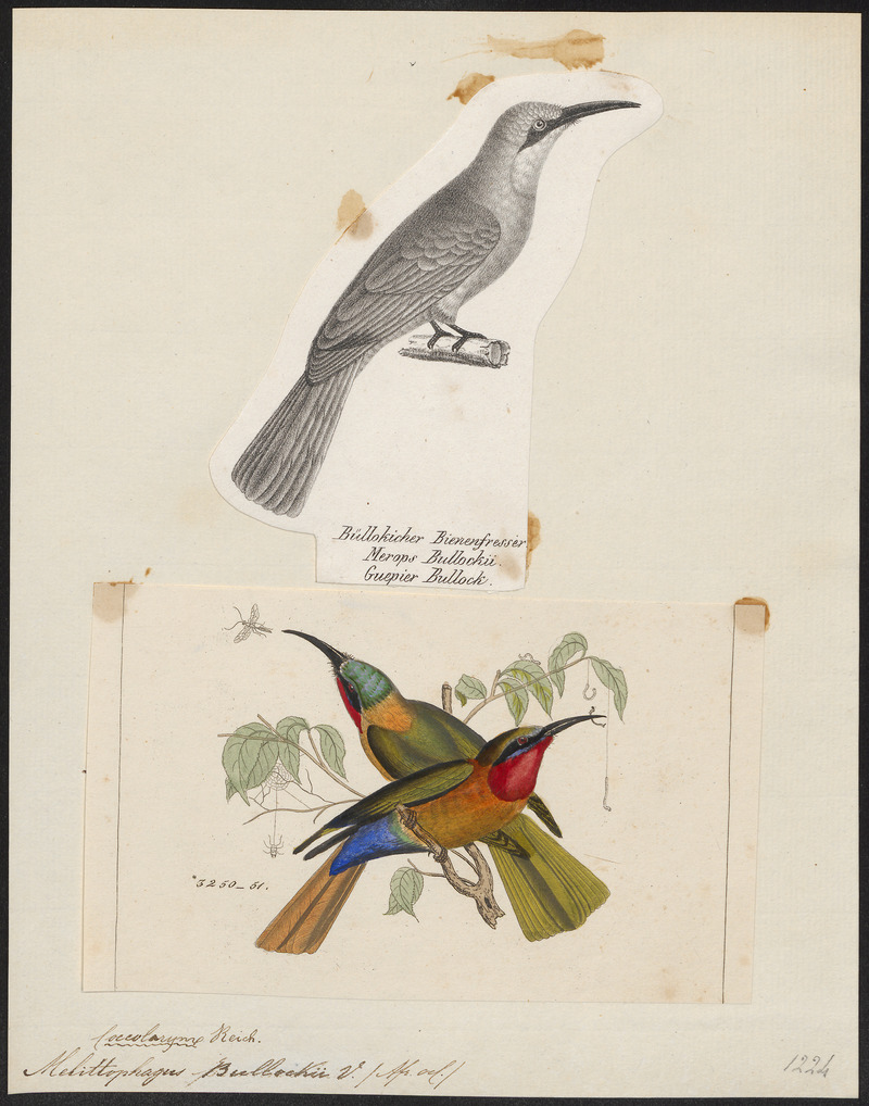 Melittophagus bullocki - - Print - Iconographia Zoologica - Special Collections University of Amsterdam - UBA01 IZ16800353 - red-throated bee-eater (Merops bulocki).jpg