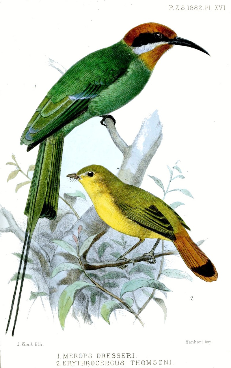Merops.Erythrocercus.Smit - Böhm's bee-eater (Merops boehmi), Livingstone's flycatcher (Erythrocercus livingstonei).jpg