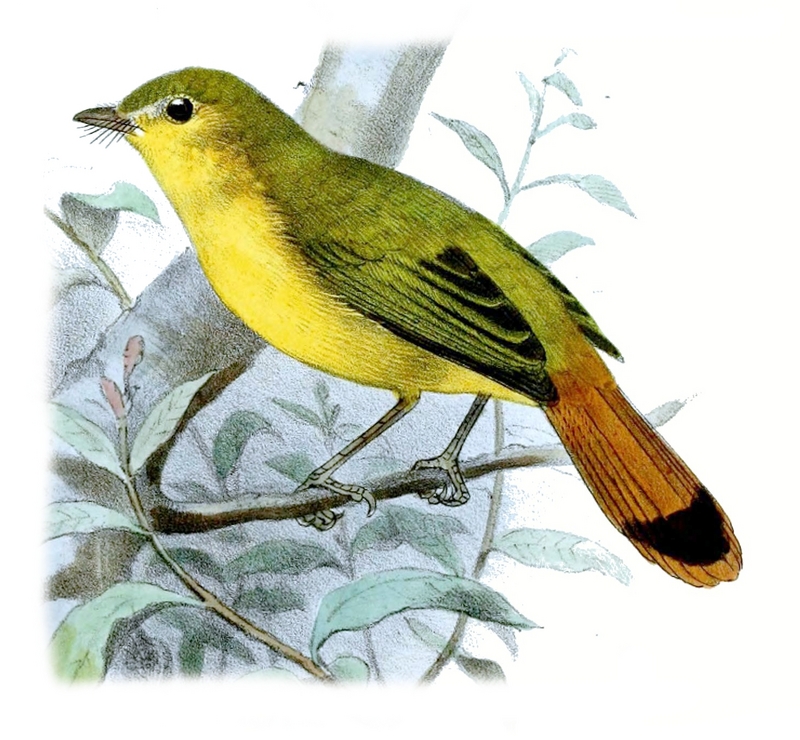 Erythrocercus.Livingstonei.Smit - Livingstone's flycatcher (Erythrocercus livingstonei).png