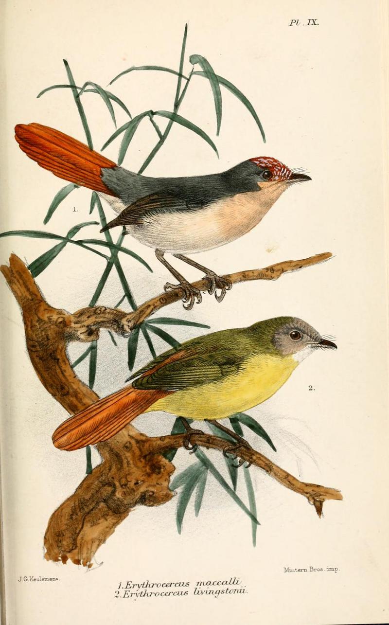 Erythrocercus.Keulemans - chestnut-capped flycatcher (Erythrocercus mccallii), Livingstone's flycatcher (Erythrocercus livingstonei).jpg