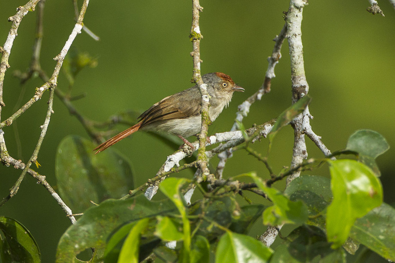 Chestnut-capped Flycatcher from Canopy Walkway - Kakum NP - Ghana 14 S4E1406 (16173778646) - chestnut-capped flycatcher (Erythrocercus mccallii).jpg