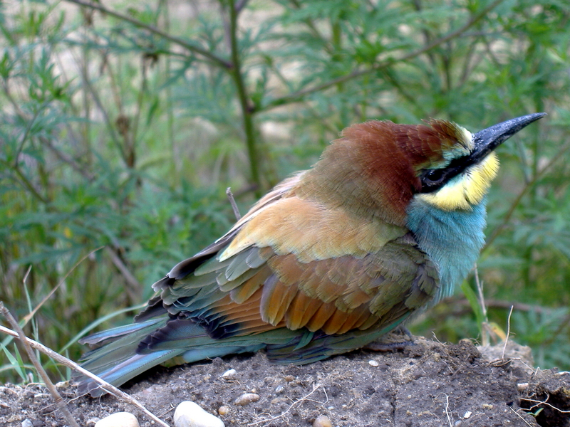 Gyurgyalag (Merops apiaster) - European bee-eater (Merops apiaster).jpg
