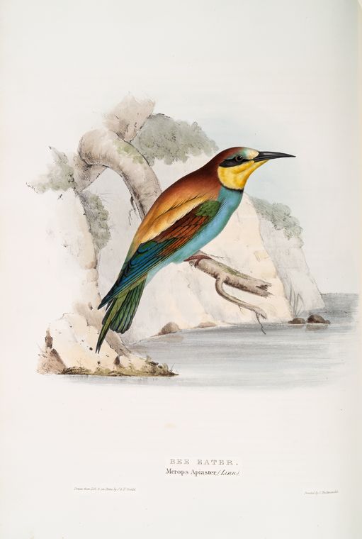 Merops.Apiaster.Gould - European bee-eater (Merops apiaster).jpg