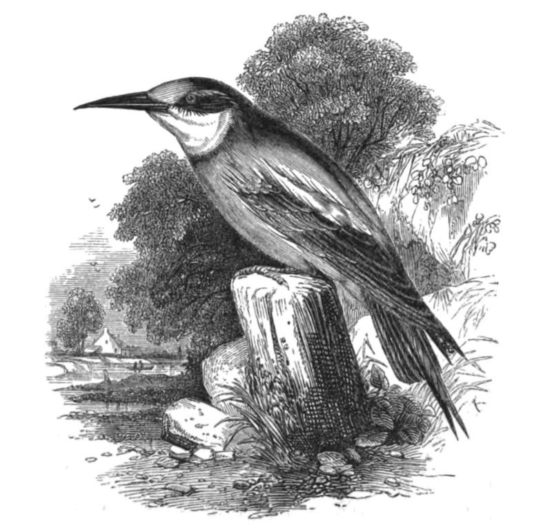 Natural History, Birds - Bee-eater - European bee-eater (Merops apiaster).jpg