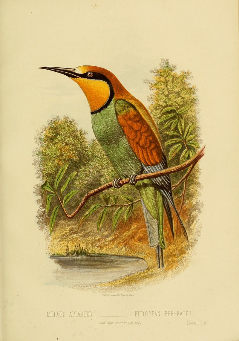 Cassell's book of birds (Plate XXIV) (8556709483) - European bee-eater (Merops apiaster).jpg