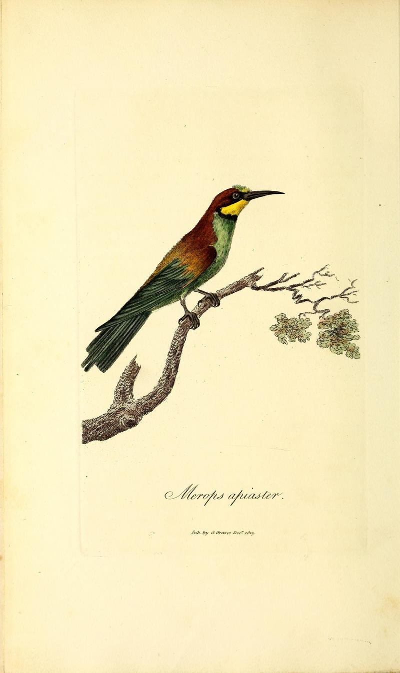 British ornithology BHL47497549 - European bee-eater (Merops apiaster).jpg