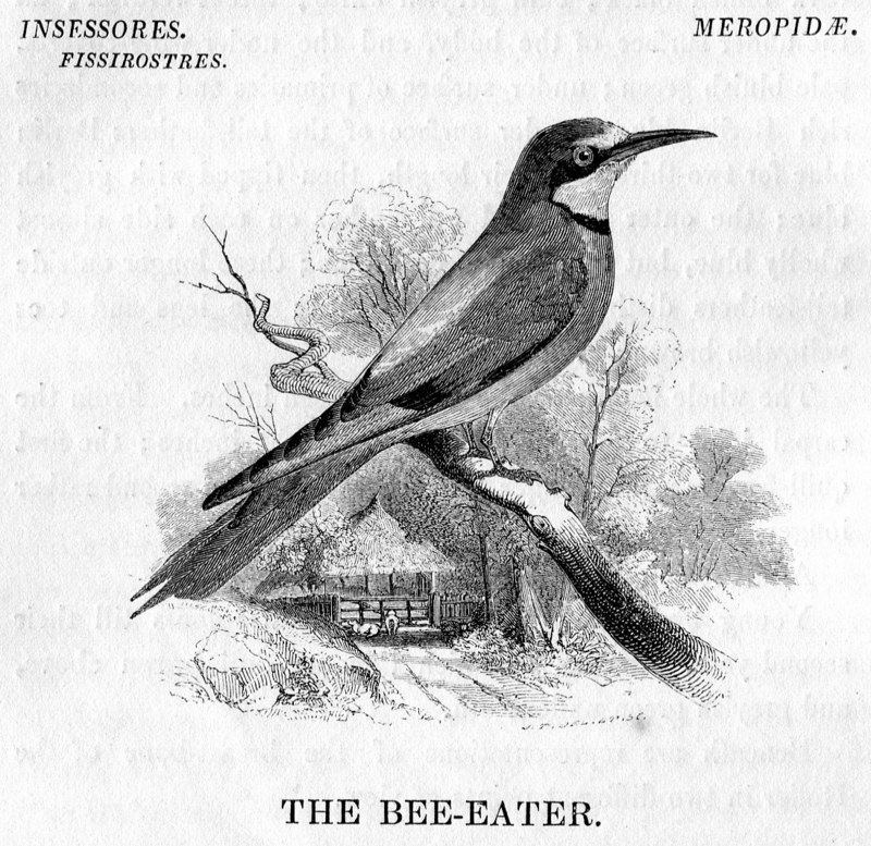 Bee-Eater from Yarrell History of British Birds 1843 - European bee-eater (Merops apiaster).jpg