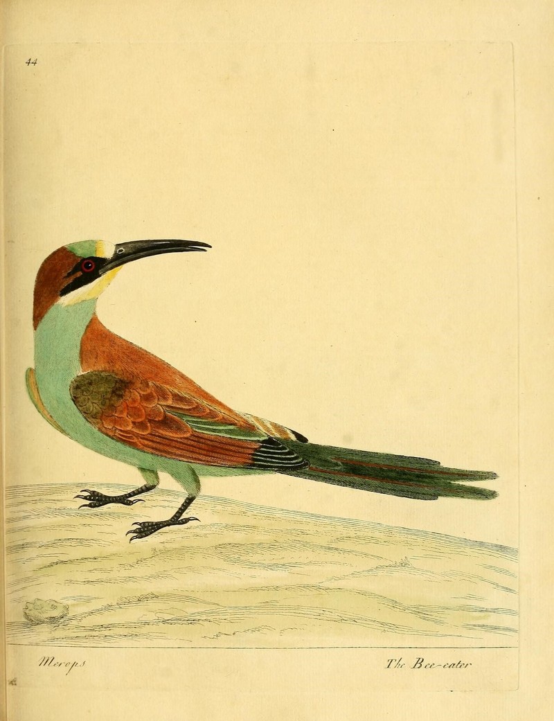 A natural history of birds (Numb. XLIV) (9312440493) - European bee-eater (Merops apiaster).jpg