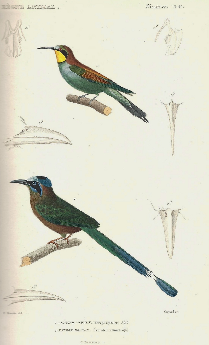 Cuvier-45-Guêpier d'Europe et Motmot houtouc - European bee-eater (Merops apiaster), Amazonian motmot (Momotus momota).jpg