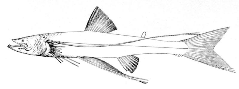 Bathypterois dubius - Bathypterois dubius, Mediterranean spiderfish.jpg