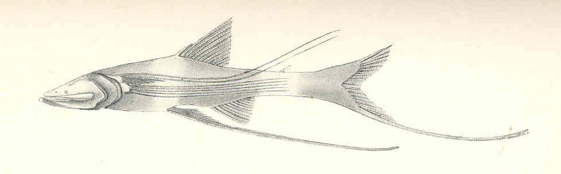 FMIB 45453 Bathypterois guentheri, from the Andamans, 561 fathoms The eyes are minute but some of the fin-rays are produced to form far - Bathypterois dubius, Mediterranean spiderfish.jpeg