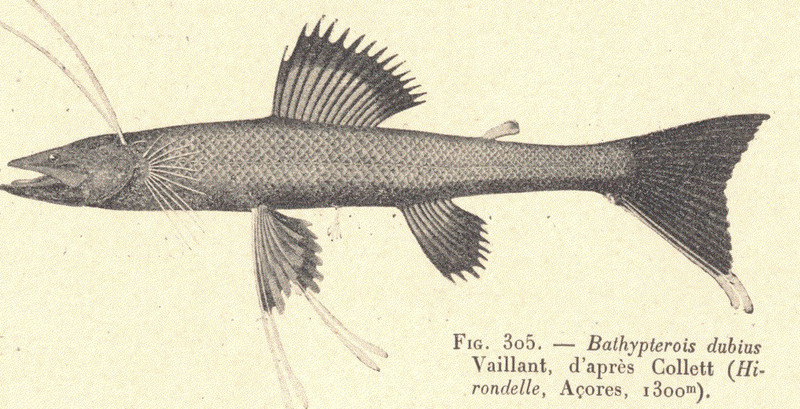 FMIB 53388 Bathypterois dubius Vaillant, d'apres Collett (Hirondelle, Acores, 1300m) - Bathypterois dubius, Mediterranean spiderfish.jpeg