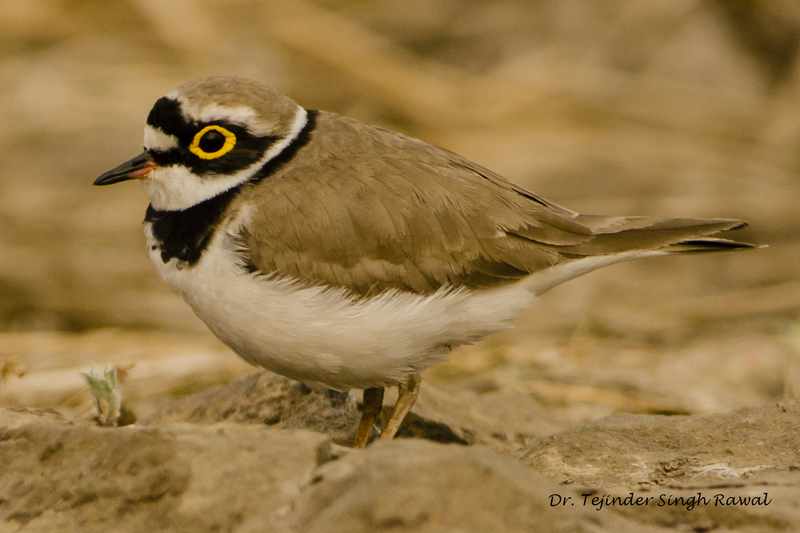 Little Ringed Plover in Nagpur , India,by Dr. Tejinder Singh Rawal - little ringed plover (Charadrius dubius).jpg