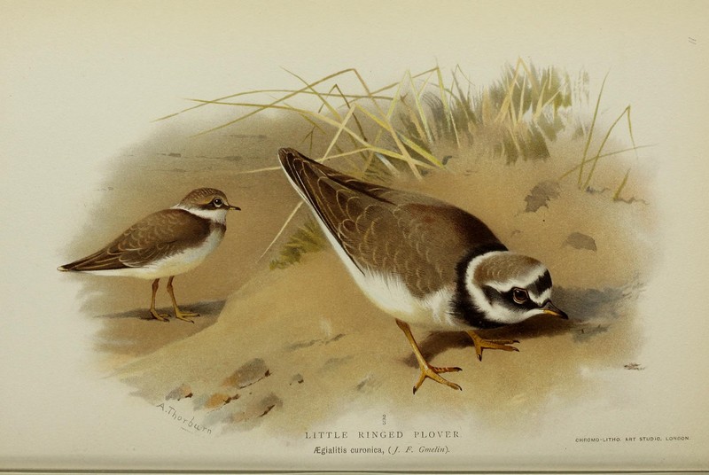 Coloured figures of the birds of the British Islands - issued by Lord Lilford (20112326559) - little ringed plover (Charadrius dubius).jpg
