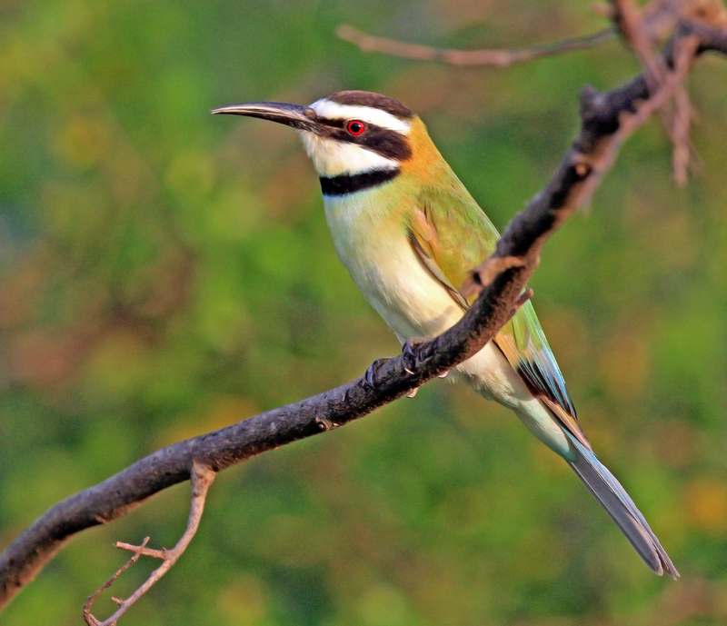 White-throated bee-eater (Merops albicollis) female.jpg