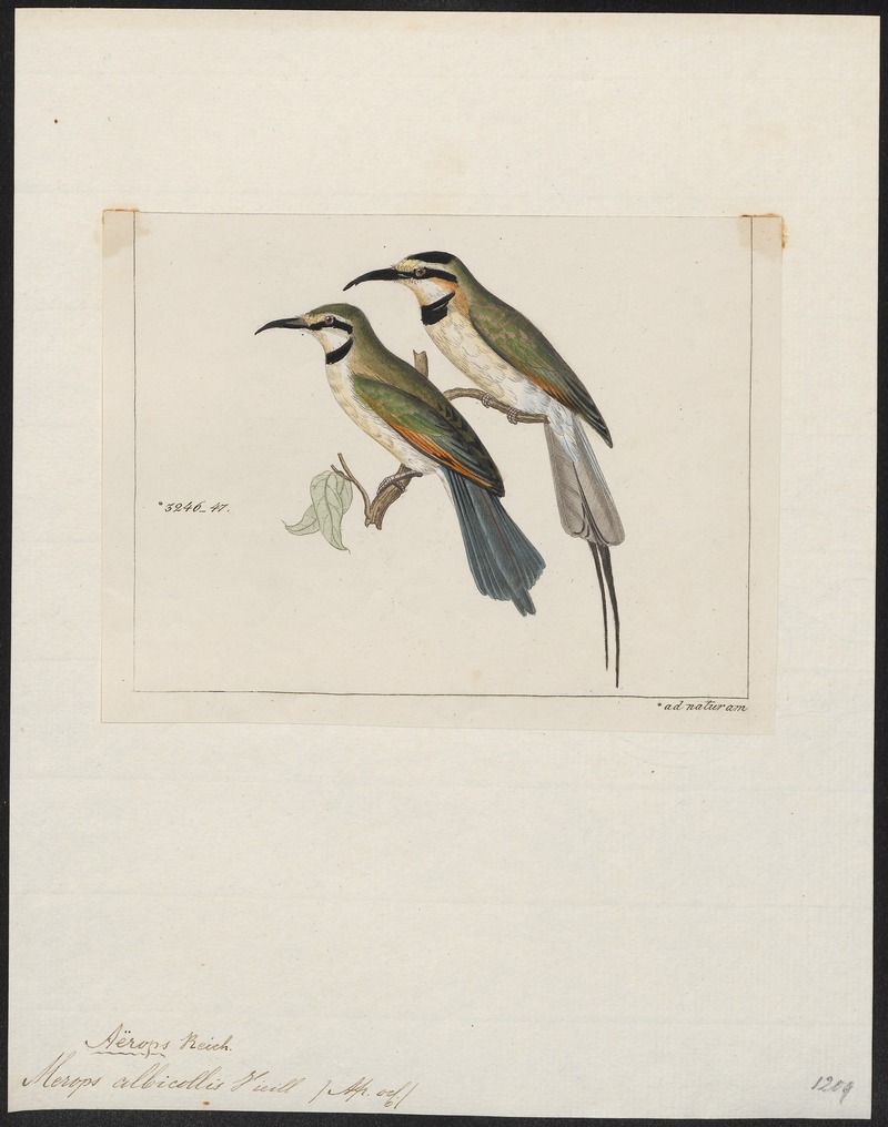 Merops albicollis - 1820-1863 - Print - Iconographia Zoologica - Special Collections University of Amsterdam - UBA01 IZ16800325 - white-throated bee-eater (Merops albicollis).jpg