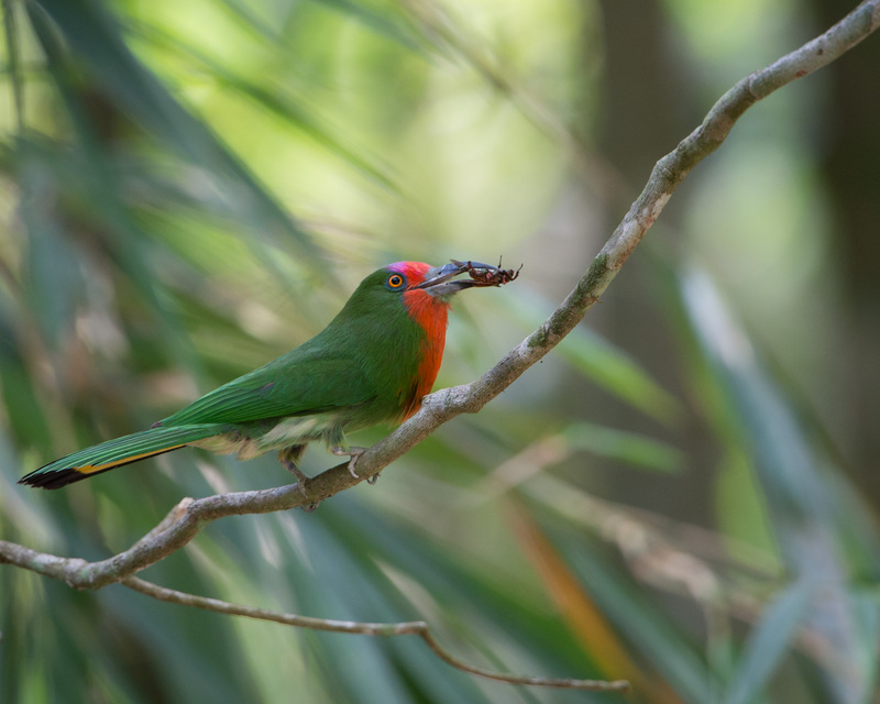 Red-bearded Bee-eater (Female) - red-bearded bee-eater (Nyctyornis amictus).jpg