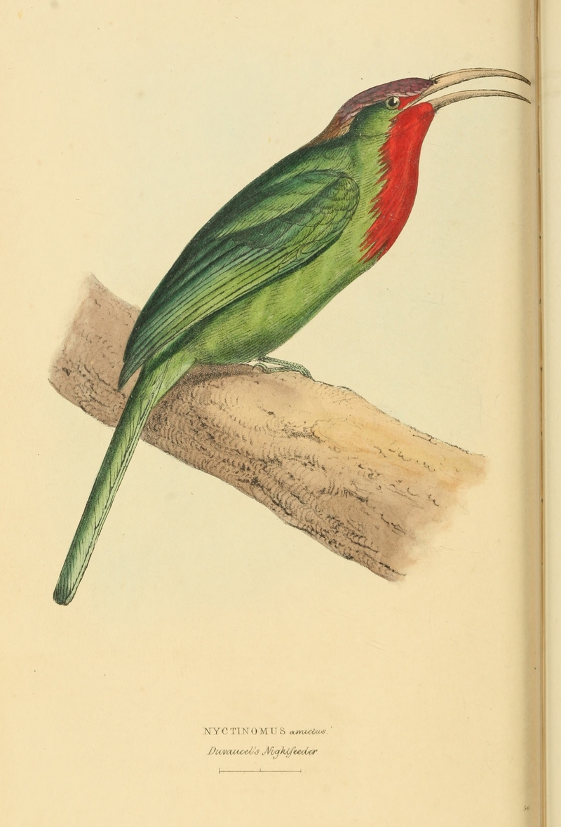 Zoological Illustrations Volume II Series 2 056 - red-bearded bee-eater (Nyctyornis amictus).jpg