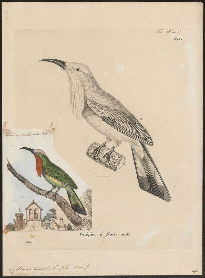 Nyctiornis amictus - 1700-1880 - Print - Iconographia Zoologica - Special Collections University of Amsterdam - UBA01 IZ16800287 - red-bearded bee-eater (Nyctyornis amictus).jpg