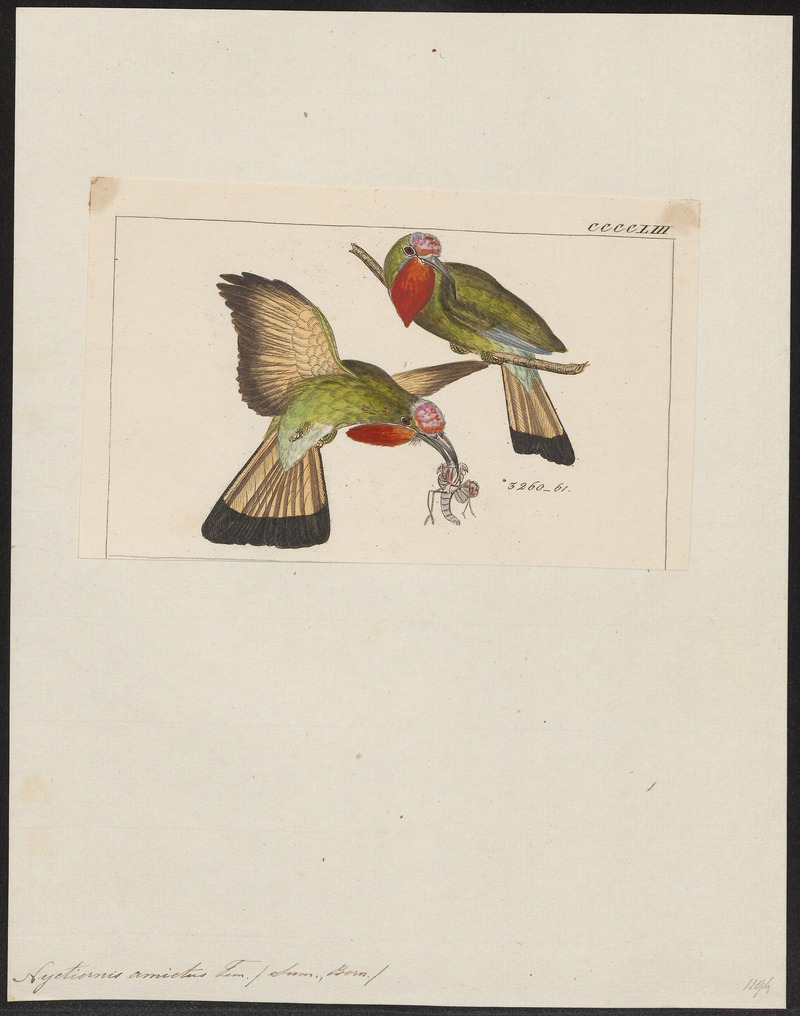 Nyctiornis amictus - 1820-1863 - Print - Iconographia Zoologica - Special Collections University of Amsterdam - UBA01 IZ16800289 - red-bearded bee-eater (Nyctyornis amictus).jpg