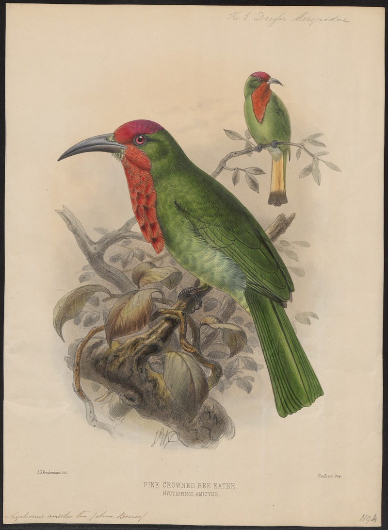 Nyctiornis amictus - 1884-1886 - Print - Iconographia Zoologica - Special Collections University of Amsterdam - UBA01 IZ16800291 - red-bearded bee-eater (Nyctyornis amictus).jpg