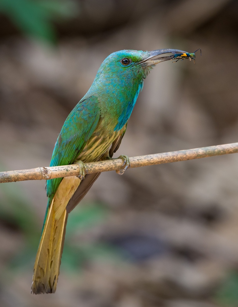 Blue-bearded bee-eater in Thailand - blue-bearded bee-eater (Nyctyornis athertoni).jpg