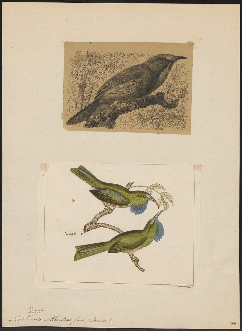 Nyctiornis athertoni - 1700-1880 - Print - Iconographia Zoologica - Special Collections University of Amsterdam - UBA01 IZ16800293 - blue-bearded bee-eater (Nyctyornis athertoni).jpg