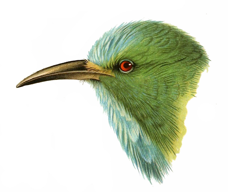 Nyctyornis athertoni head - blue-bearded bee-eater (Nyctyornis athertoni).jpg