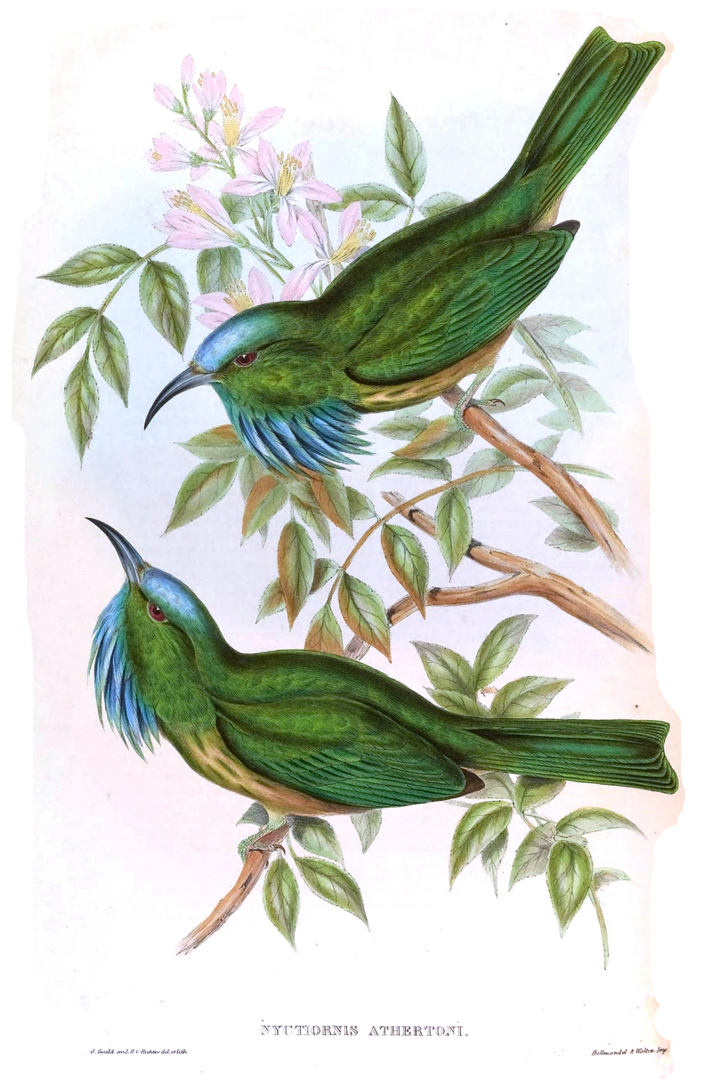 Nyctyornis.Athertoni.Gould - blue-bearded bee-eater (Nyctyornis athertoni).jpg