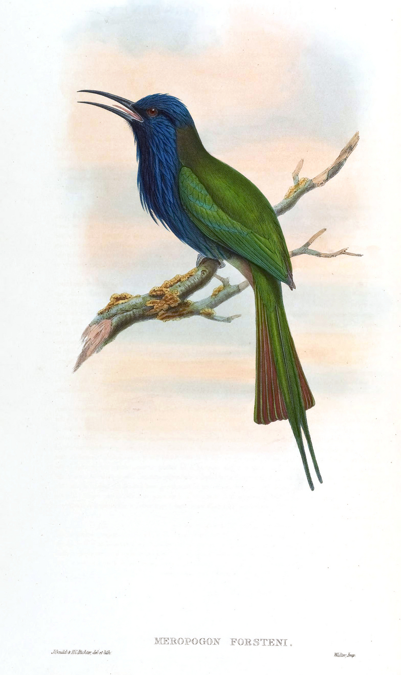 Meropogon.Forsteni.Gould - purple-bearded bee-eater, Celebes bee-eater (Meropogon forsteni).jpg