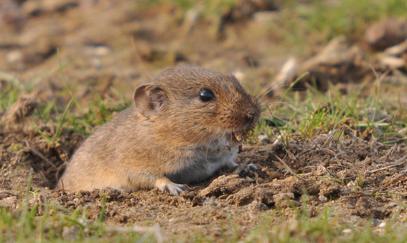 Microtus guentheri - Günther's vole, Levant vole (Microtus guentheri).jpg