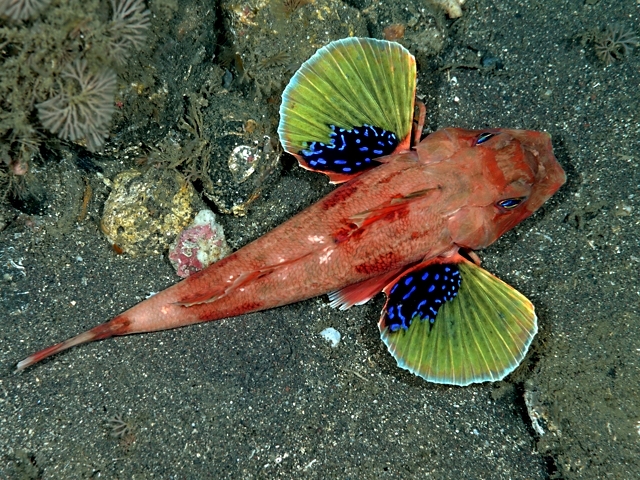 Kanado.Hukan - Lepidotrigla guentheri, Redbanded searobin.jpg