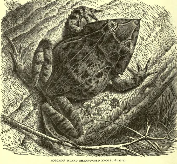 Ceratobatrachus.Guentheri.Lyd - Ceratobatrachus guentheri (Solomon Island leaf frog, Solomon Island eyelash frog, Gunther's triangle frog).jpg