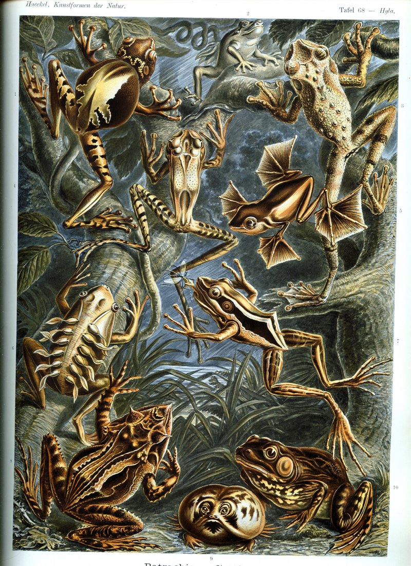 Haeckel frogs with labels.jpg