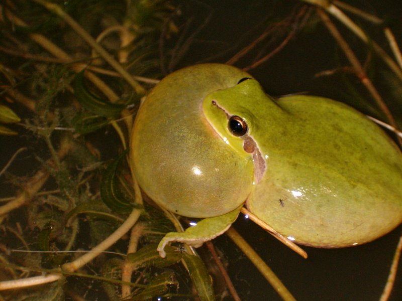Hyla meridionalis 1 - Mediterranean tree frog, stripeless tree frog (Hyla meridionalis).jpg